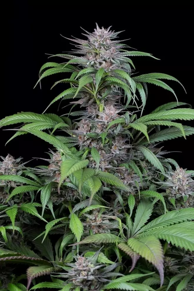 Quick Kush- 3k